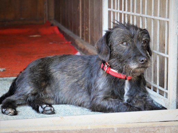 Růženka sní o novém domově